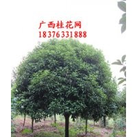 低價出售直徑5-35公分桂花樹！