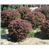 紅葉小檗價(jià)格批發(fā) 紅葉小檗基地 小苗 綠化工程苗