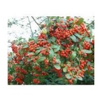 紅潤(rùn)木 紅王子錦帶 連翹 珍珠梅 珍珠繡線(xiàn)菊 平直荀子