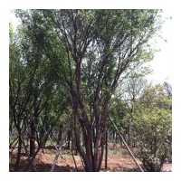 供應(yīng)茶條槭，桂花，蒙古櫟，國(guó)槐 紫薇
