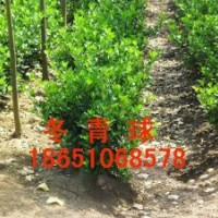 大葉黃楊供應(yīng)，大葉黃楊價格，大葉黃楊基地