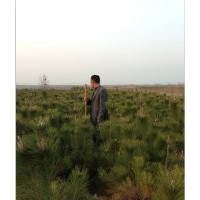 中國魯南地區(qū)油松黑松供應