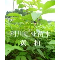 供應(yīng)湖北利川經(jīng)濟林木黃柏小苗 黃柏樹 黃柏種子 黃柏樹苗價格