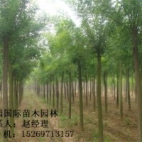 8公分國槐低價供應(yīng)