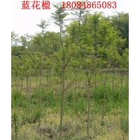供應(yīng)藍(lán)花楹