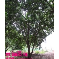 湖南香泡樹價格|香泡樹價格|香泡栽植管理