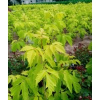 供應(yīng)河南金葉復(fù)葉槭，金葉皂莢