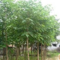 河北構(gòu)樹 保定構(gòu)樹苗木 構(gòu)樹基地