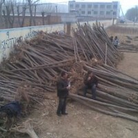 千頭椿1-15cm