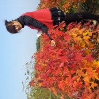 美國(guó)紅楓2013年小苗行情