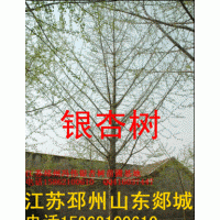 銀杏樹