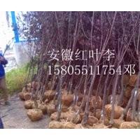 安徽肥西三崗出售紅葉李小苗，2-15公分紅葉李