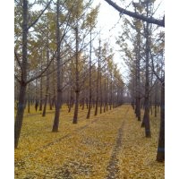 旭東銀杏 基地供應(yīng)
