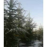 供應(yīng)六米雪松，雪松供應(yīng)