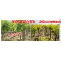 金葉榆-金葉榆價格-河北金葉榆-金葉榆基地