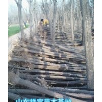 白蠟合歡出售