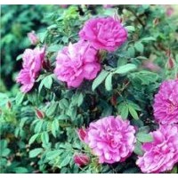 長期供應(yīng) 四季玫瑰