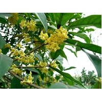 供應羅漢松、天竺桂、四季桂、竹柏