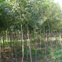 【精品推薦】供應(yīng)5-12cm白蠟樹，原枝原貌、平頭的都有。