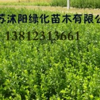 黃楊，雪松，側(cè)柏，紅葉碧桃