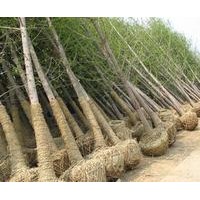 邳州綠地大量供應(yīng)銀杏樹.看樹挖樹.包辦手續(xù).
