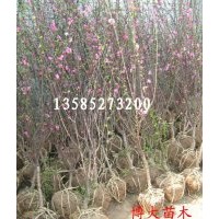 榆葉梅、珍珠梅、貼梗海棠、垂絲海棠、西府海棠、花（果）石榴