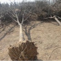 供應(yīng)各規(guī)格花灌木，國槐、白蠟。紫葉李等等