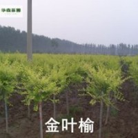 【精品推薦】供應(yīng)3-8cm金葉槐，1-2年帽，6000株。