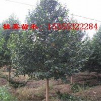 樂昌含笑價(jià)格