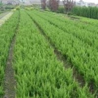 優(yōu)質(zhì)產(chǎn)地龍柏價(jià)格，江蘇龍柏價(jià)格低8