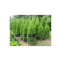 側(cè)柏出售2米、3米側(cè)柏大量低價(jià)貨源充足