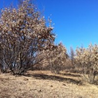 供應(yīng)：云杉，樟子松、油松、白樺、五角楓、蒙古櫟、沙棘、山杏