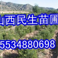 兩年生白皮松小苗價(jià)格 營(yíng)養(yǎng)杯白皮松