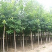 國槐8-10公分