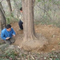 野生大規(guī)格三角楓