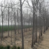 法桐，欒樹(shù)，青桐