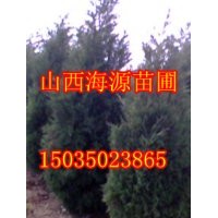 山西優(yōu)質(zhì)側(cè)柏營養(yǎng)杯側(cè)柏苗10-500公分側(cè)柏價格