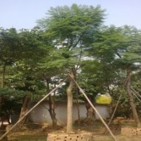 13-20cm藍花楹假植苗
