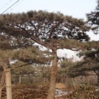 供應(yīng)20公分迎客松5米造型油松價(jià)格