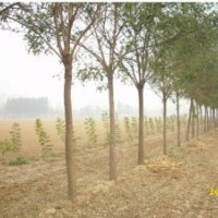 25公分國槐價(jià)格