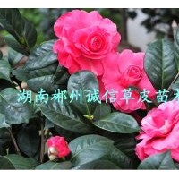 茶花樹苗 茶花苗 園林綠化苗木