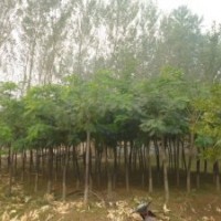 合歡樹(shù)價(jià)格