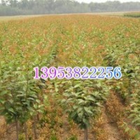 3公分-5公分櫻花樹(shù)價(jià)格