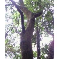 白銀樹、長青樹1M徑16---20CM