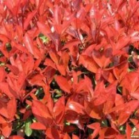 紅葉石楠