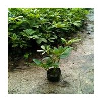 鵝掌采 鴨腳木