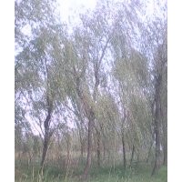 南京垂柳苗圃垂柳價格
