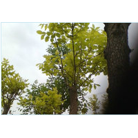 木槿，紫薇，棣棠，紫花鳶尾，馬蓮，垂柳