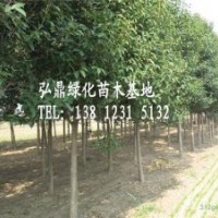 供應(yīng)大葉女貞，大葉女貞價(jià)格，大葉女貞苗圃
