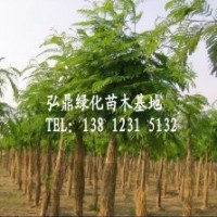 供應(yīng)合歡樹，合歡樹價(jià)格，合歡品種齊全